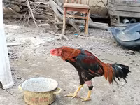 Chickens — sawirka 7
