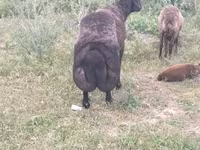 Қошқар, Karakul sheep — 4-сурет