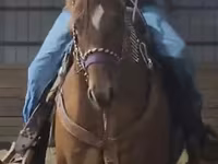 Cavallo, Quarter Horse — foto 6