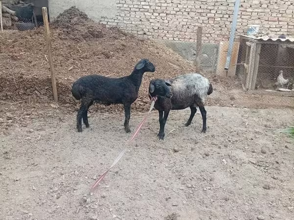 Модагӯсфанд, Гӯсфандон