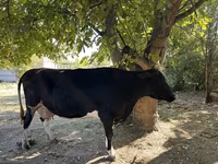 İnək, Holştin irqi — foto 2