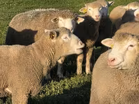 숫양, Ile-de-France sheep — 사진 3