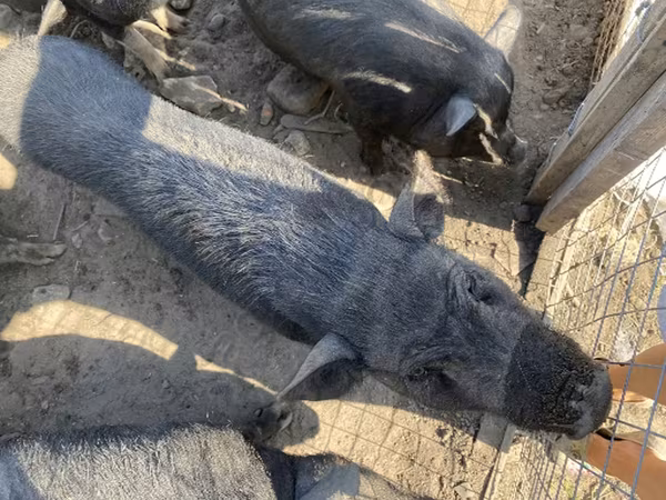 Boar, Pigs — Russia
