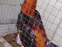 Chickens — عکس 2