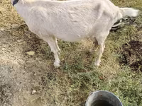 Koza, Saanen goat — fotografija 3