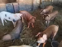 ወንድ አሣማ, Pigs — ፎቶ 2