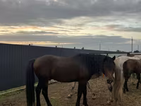Klisna, Kazakh horse — foto 4