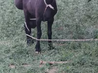 ஆண் ஆடு, ஆடுகள் — புகைப்படம் 8