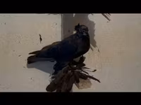 Ducks — 2-сурет