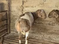 Qoʻchqor, Arashan sheep — 4-rasm