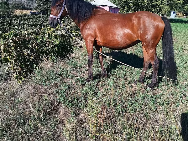 مادیان, اسب
