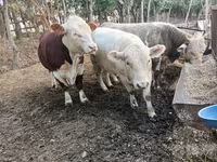 Бух, Simmental cattle — 6 зураг