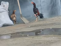 Chickens — foto 2