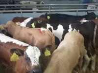 วัวตัวผู้, Simmental cattle — รูปภาพ 3
