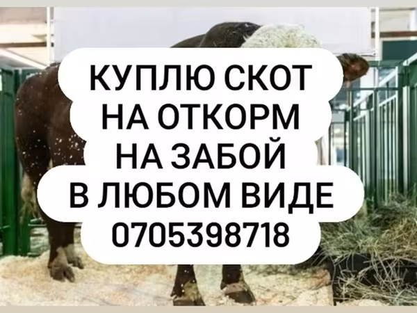 Mal-qara