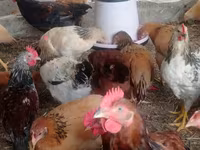 Chickens — الصورة 2