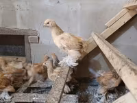 Brahma — foto 7