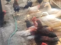 Chickens — 照片 3