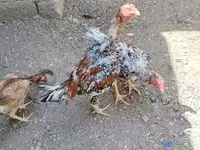 Chickens — รูปภาพ 6