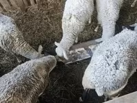 भेड़, भेड़ — फ़ोटो 2