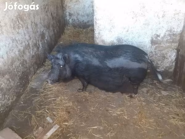 แม่สุกร, Вьетнамская вислобрюхая