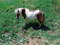 ঘোটকী, Australian Pony — ছবি 3