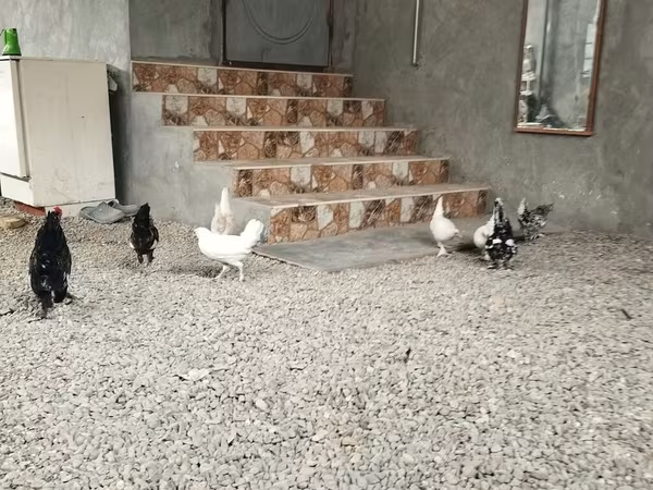 Chickens