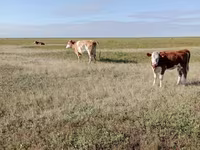 গাভী, Simmental cattle — ছবি 5