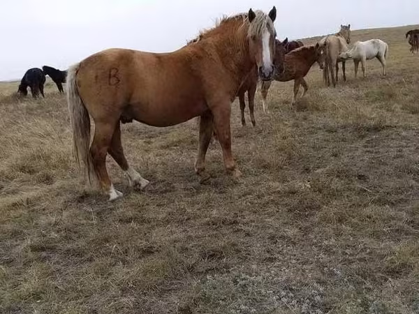 母马, Horse breed