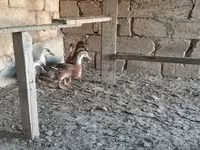 Ducks — عکس 1