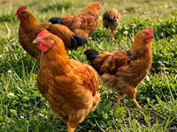 کوچینسکایا جوبیلی — عکس 2