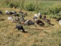 Turkeys — foto 1