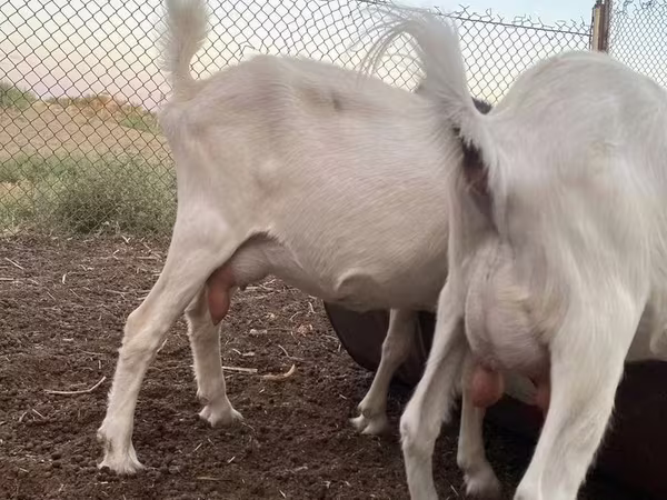 Capra, Alpine goat