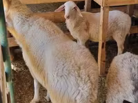 Widder, Romanov sheep — Foto 2