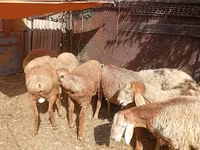 Wad, Rhon sheep — sawirka 3