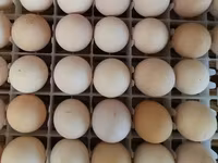 Australorp — zdjęcie 5