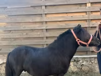 Kůň, Koně — foto 2