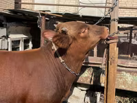 گاو نر, گاو — عکس 1
