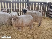 Vædder, Racka sheep — foto 5