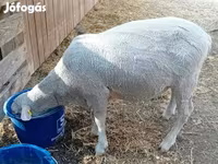 مینڈھا, Merino sheep — تصویر 6