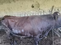Býk, Red Estonian cattle — foto 8