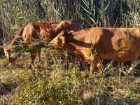Үнээ, Simmental cattle — 5 зураг