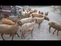 میش, گوسفند — عکس 2
