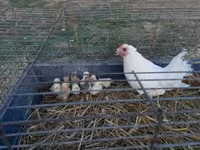 Chickens — 1 зураг