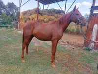 Cavallo, Friesian sport horse — foto 2