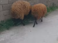 كبش, الأغنام — الصورة 3