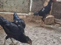 ஷாமோ கோழிகள் — புகைப்படம் 3