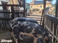 Cinghiale, Пьетрен — foto 2