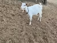 Goat, Saanen goat — photo 2