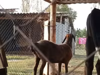 بز ماده, بز — عکس 3